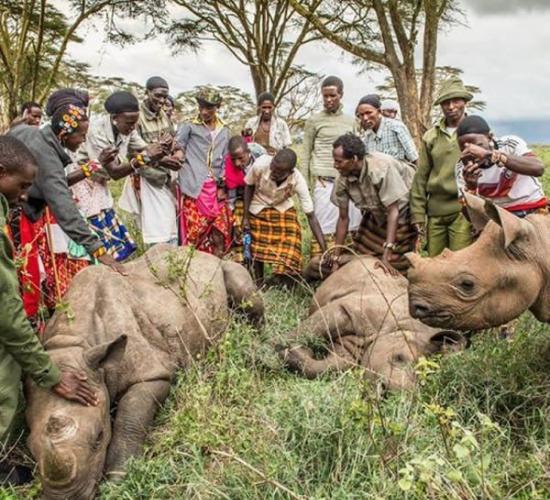 黑犀牛再次返回肯尼亚北部桑布鲁的辽阔牧场