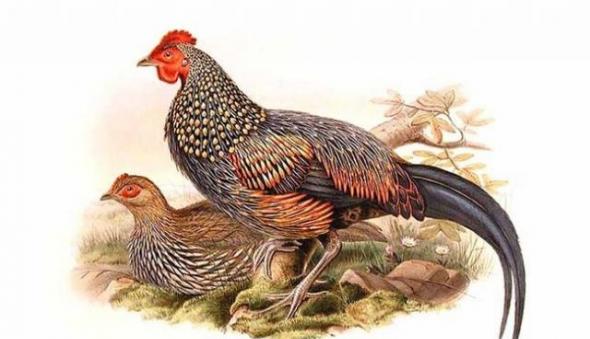 中国北方是人类最早驯养家鸡的地区之一