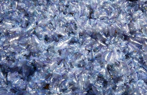 澳洲悉尼北部海滩出现数以万计的蓝瓶僧帽水母