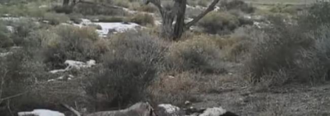 美国犹他州科学家拍摄到美洲獾埋葬乳牛尸体 素有挖洞储藏食物习惯