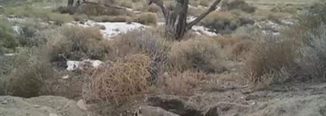 美国犹他州科学家拍摄到美洲獾埋葬乳牛尸体 素有挖洞储藏食物习惯