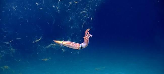 美国NOAA探索墨西哥湾发现“无头”浮游海参