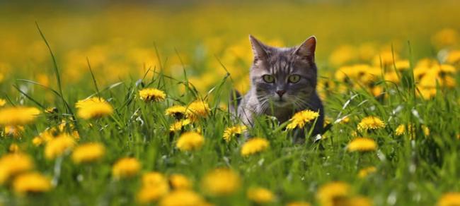 奥地利小镇悬案：两年内不断发生猫失踪案件