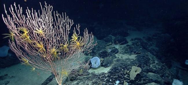新英格兰海岸对开海底的珊瑚。