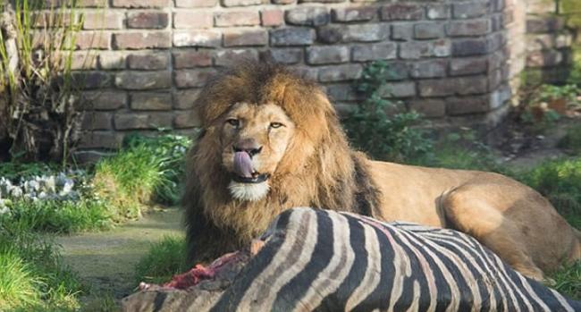 德国杜伊斯堡动物园将年老病弱斑马处死后喂食狮子