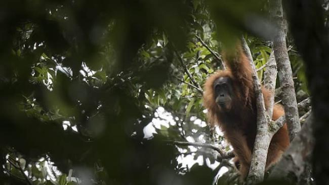 印尼苏门答腊岛北部发现新品种红毛猩猩：塔巴努里猩猩