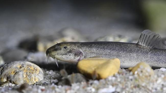 欧洲发现第一种洞穴鱼：德国深水洞穴泥鳅快速进化