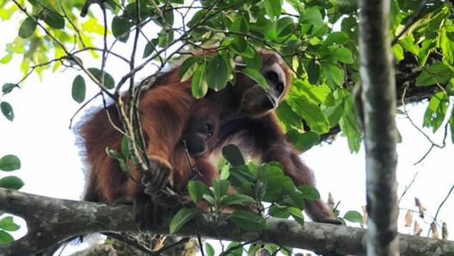 印尼苏门答腊岛北部发现新品种红毛猩猩：塔巴努里猩猩