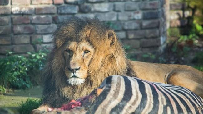 德国杜伊斯堡动物园将年老病弱斑马处死后喂食狮子