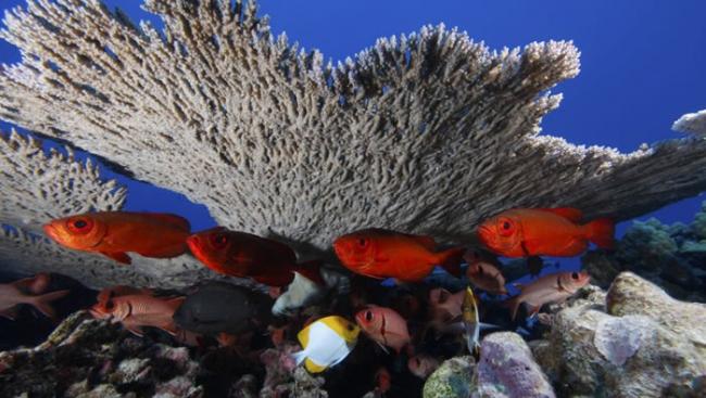 帕帕哈瑙莫夸基亚国家海洋保护区的鱼类将受进一步保护。
