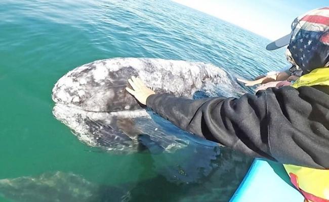 雌性灰鲸罕有地浮出水面，似向人类打招呼。