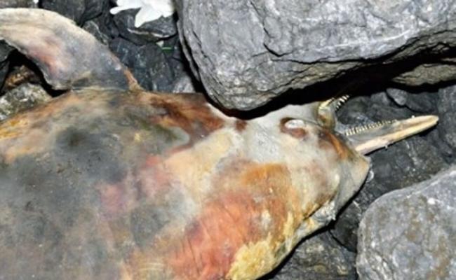 中华白海豚搁浅马来西亚海岸 尸体变黑死状恐怖