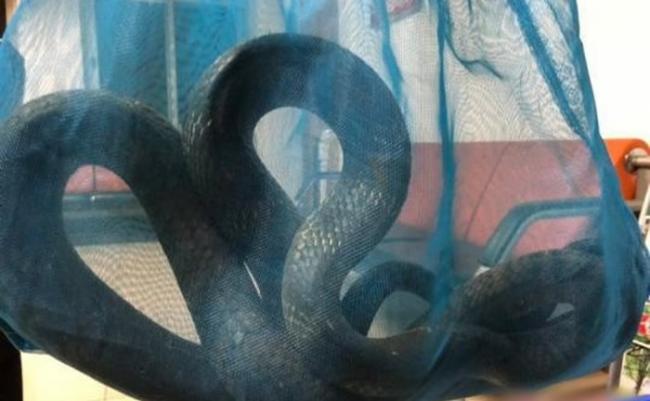 云南昆明闹市惊现2.5米长眼镜王蛇 被警方抓获