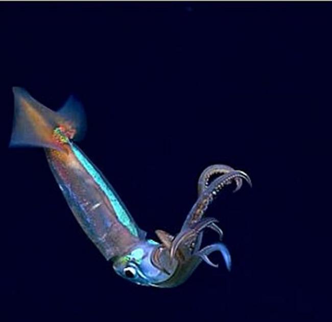 美国NOAA探索墨西哥湾发现“无头”浮游海参