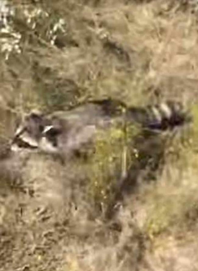 美国一只浣熊施展神乎其技 “飞天”脱离猎人追捕