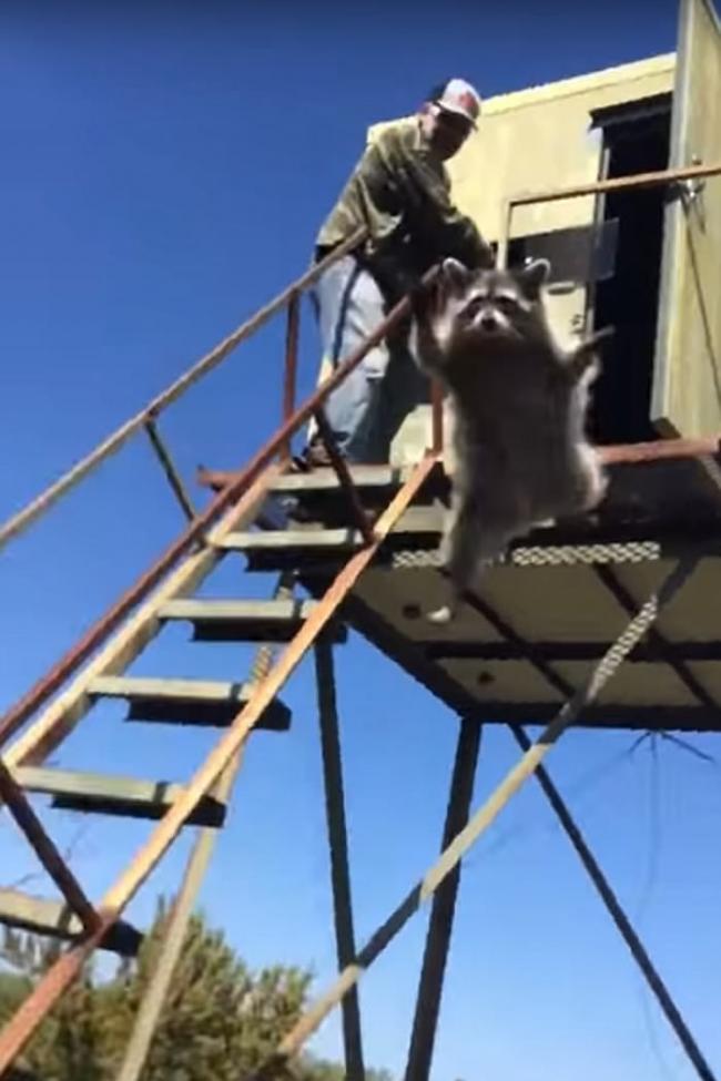 美国一只浣熊施展神乎其技 “飞天”脱离猎人追捕