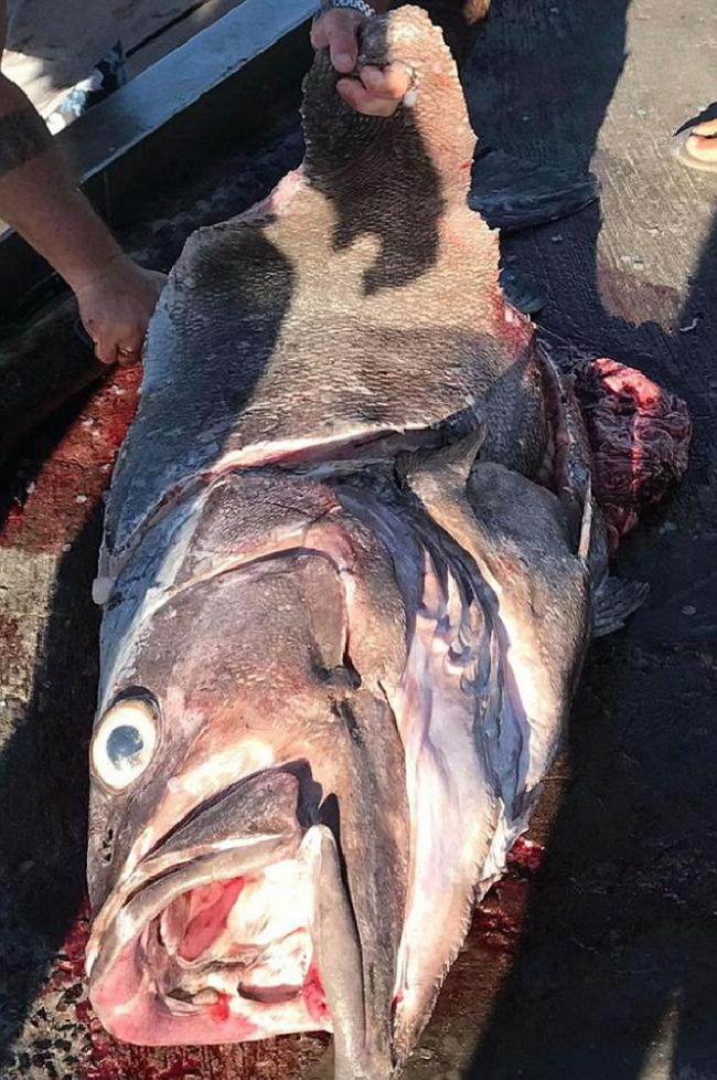 英国妇人到澳洲出海钓鱼 钓到重达62公斤重巨型鲈鱼