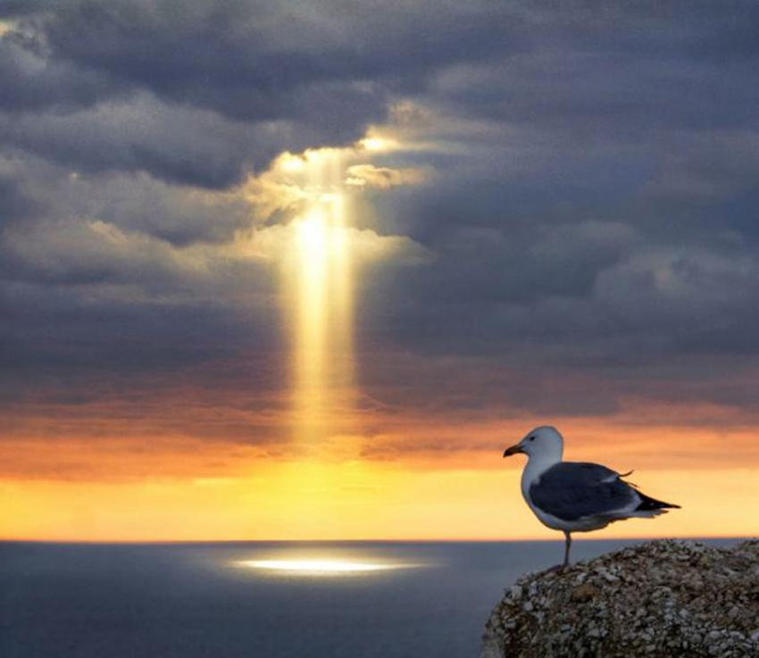 一只站在悬崖上的鸟注视着海中的奇景