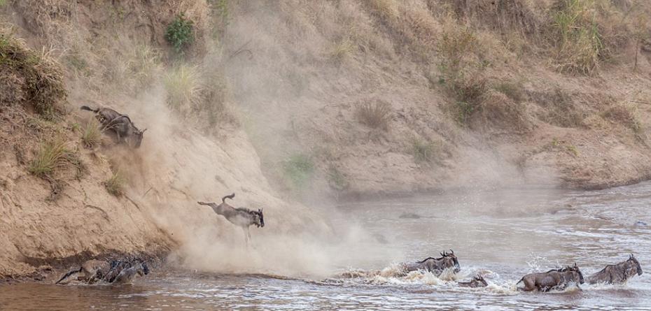 小角马从泥泞的河岸边飞奔下来，加入角马群渡河大军。