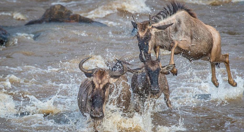 每年，角马会在塞伦盖蒂平原上生活10个月，在马塞马拉生活2个月。