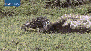 这头瞪羚开始进入蟒蛇的大部分身体时，这个捕食者的身体比平时大了几倍。