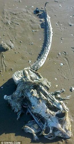 英国海滩发现不明生物骨骼残骸