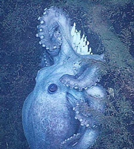 太平洋的深海章鱼Graneledone boreopacifica
