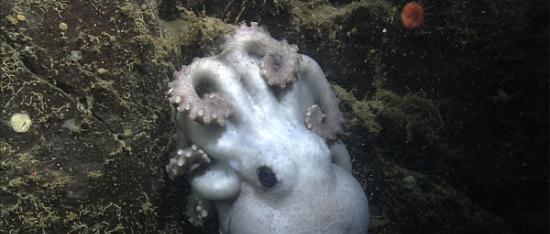 太平洋的深海章鱼Graneledone boreopacifica