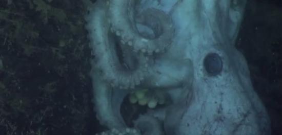 一种太平洋深海章鱼为保护卵会不吃不喝长达4年半