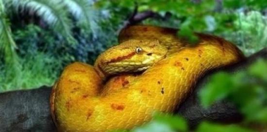 巴西蛇岛栖息着4000条世界最致命毒蛇