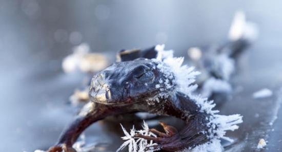 挪威湖面一只青蛙被冻僵在冰面上