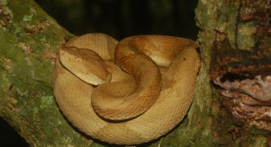 巴西蛇岛栖息着4000条世界最致命毒蛇