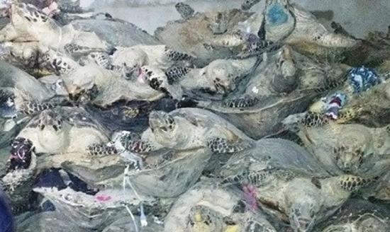 警方搜获逾千只濒危海龟，全部已死。