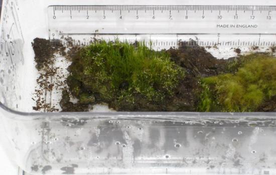 从南极冰原取得的苔藓复活了，开始再度生长。