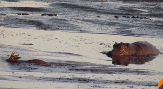 南非克鲁格国家公园饥饿母狮将黑斑羚追赶到泥塘中被河马坐收渔翁之利