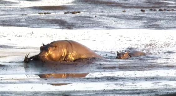 南非克鲁格国家公园饥饿母狮将黑斑羚追赶到泥塘中被河马坐收渔翁之利