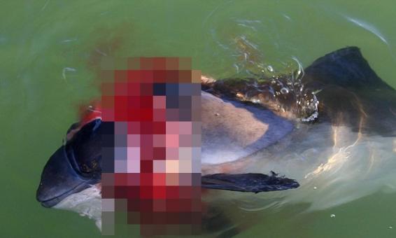 许多鼠海豚遭撕咬及肢解。