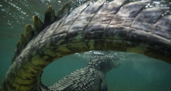 俄罗斯摄影师在墨西哥和近3公尺的鳄鱼在水底面对面拍照
