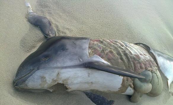 专家在鼠海豚尸骸上发现灰海豹的DNA。