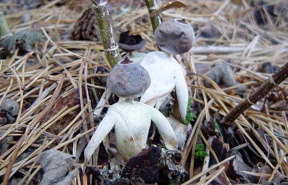 英国诺福克郡有一种造型十分奇特的蘑菇，它有“头”有“四肢”，酷似人形。