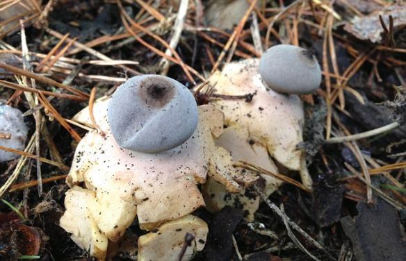 这种蘑菇是被乔纳森（Jonathan Revett）在诺福克郡的Cockley Cley的路边发现的。