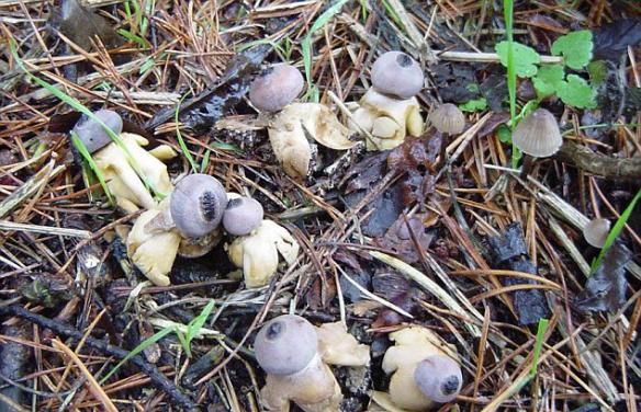 乔纳森称：“它们看起来确实很像‘小蘑菇人’，就好像长了头和胳膊一样，十分奇特。我就是被它们的样子吸引的。”