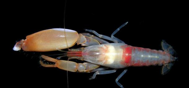 枪虾科种类最大的特征是两只螯不一样大，其中的大螯可以有力地夹上，速度之快甚至可以使周围的水瞬间加热到近4500摄氏度的高温。