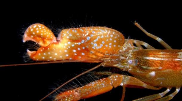 一些种类的枪虾会选择住在海绵上，以获取保护