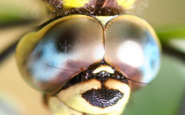 日本研究发现蜻蜓眼中世界的色彩更艳丽