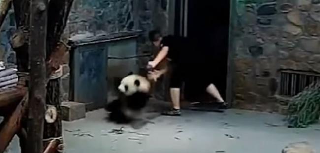 四川大熊猫繁育研究基地传出员工虐待熊猫事件：暴力拖行、抛飞