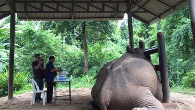 泰国清迈府40岁大象吃太多“饱死”