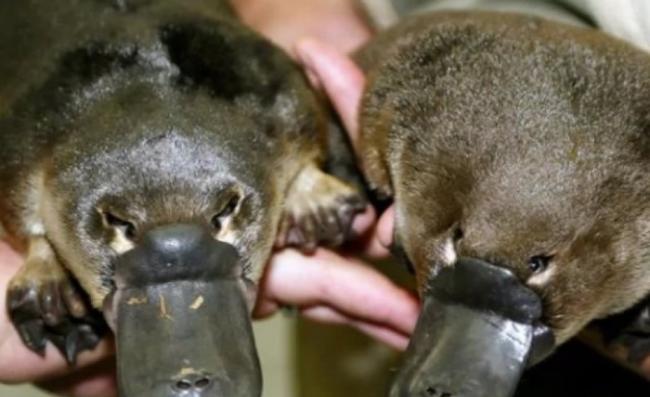 澳洲当局正调查鸭嘴兽被害一事，疑出现“连环杀手”。（资料图片）