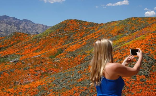 美国加州埃尔西诺湖市罂粟花盛开 15万名旅客赶到当地欣赏