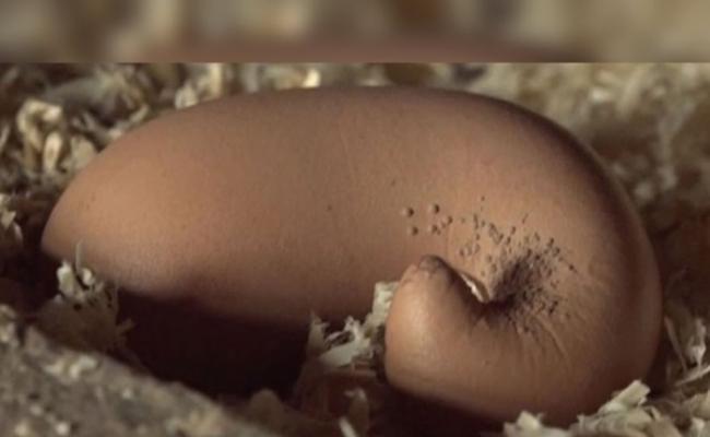 鸡蛋狭长，尾部扭曲而且有许多小颗粒。
